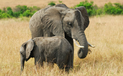 Elephant and calf