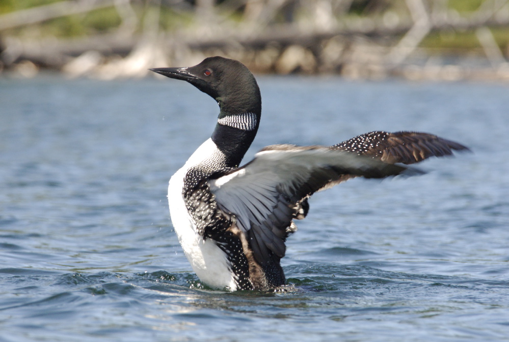 A loon in Adirondack park